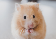 仓鼠舔了碘伏有危险吗(会死吗)