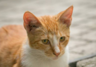 宠物猫可以吃人吃的火腿肠吗(为什么)