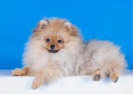 博美犬习性(简介)