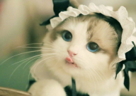 布偶猫的外貌特征(是什么)