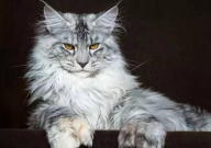 买缅因猫需要注意什么（细节）