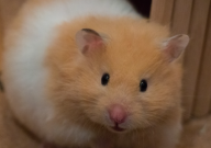 仓鼠能吃兔粮吗（为什么）