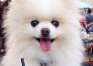 博美犬怎么洗澡(最好)