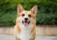 柯基不听话要打哪里(怎么训)