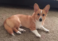 怎样训练柯基犬大小便(方法)