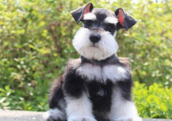 雪纳瑞如何喂养(常识)