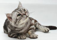 猫能吃狗粮会怎么样(猫能吃狗粮吗)