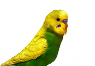 虎皮鹦鹉喂食要定量吗(为什么)