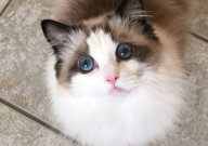 皇家猫粮适合布偶猫吗(好吗)
