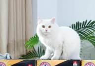 什么品牌的猫砂好用(又实惠)