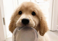 金毛在农村怎么养（适合吗）