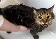 猫咪去宠物店洗澡要多少钱（一次）