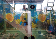 罗汉鱼多大分开养(合适)