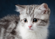 货车爆胎侧翻司机因猫丢了大哭（人没事）