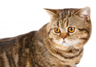 折耳猫打喷嚏是怎么回事(怎么办)