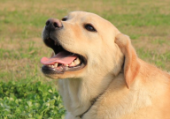 拉布拉多几个月适合训练（最好）