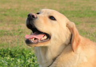 拉布拉多开始懂事的表现（变乖）