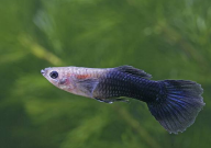 50的鱼缸养多少孔雀鱼(合适)