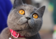 英国短毛猫好养活吗(这些雷区千万别踩)