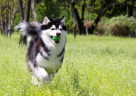 怎么训练阿拉斯加幼犬(让它听话)