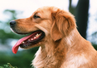 如何选择金毛幼犬(怎么挑)