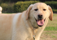 拉布拉多可以做猎犬吗（可以狩猎吗）