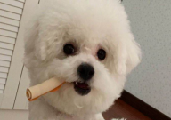 比熊能吃蛋糕吗(糕点)