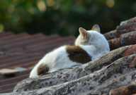 猫吃什么补充营养(增强抵抗力)