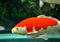 锦鲤长尾好还是短尾好(区别)