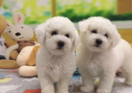 比熊什么时候换牙（幼犬）