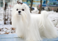 马尔济斯犬一般多重(正常)