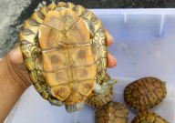 巴西龟可以吃鱼食吗(怎么喂)