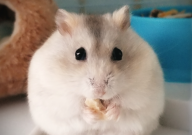 仓鼠能不能吃龙眼(可不可以)