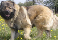 高加索犬和中亚犬谁厉害(对比)