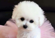 比熊可以吃生鸡蛋吗(有营养吗)