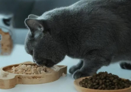 猫粮干粮和湿粮的区别(是什么)