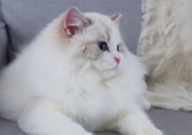 怎么给猫洗澡(正确方法)