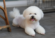 怎么挑比熊幼崽(如何挑比熊小崽)