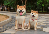 秋田犬和柴犬哪个更适合家庭（理由）