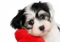 如何训练狗狗不乱吃地上的东西(听话)