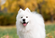 一只萨摩耶幼犬多少钱（现在）