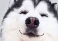 土狗和哈士奇杂交的狗好养吗（聪明吗）