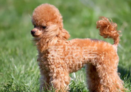 贵宾犬可以吃什么水果(哪些)