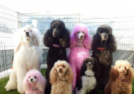 贵宾犬怎么美容(好看)