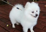 博美犬可以吃葡萄吗(为什么)