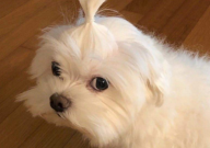 如何训练马尔济斯幼犬服从性(训练方法)