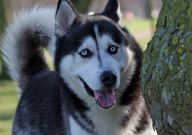 柴犬和哈士奇的区别（是什么）