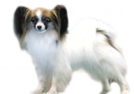 蝴蝶犬的优缺点(全解析)