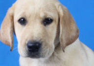 拉布拉多忠诚度高吗（多少）