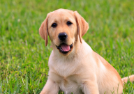 拉布拉多哪国的(犬种)